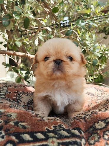 ov iti satisi: Pekines — 4