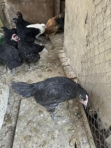 cuca: Toyuq, Australorp, Damazlıq — 2