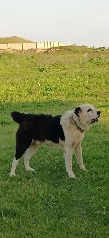 Alabay, 2 il, Erkek, Peyvəndli, Ödənişli çatdırılma