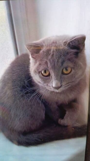 мейн кун купить в баку: Şotland, Dişi — 2