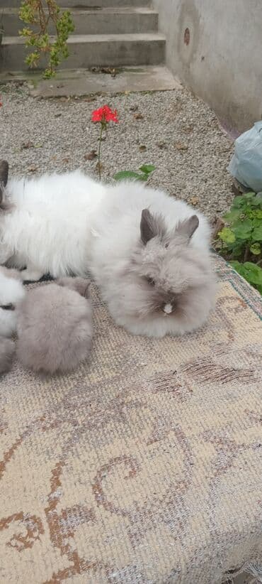 karlık dovsan: Məhsul: Angora tipli uzun tüklü dekorativ dovşan balaları — 3