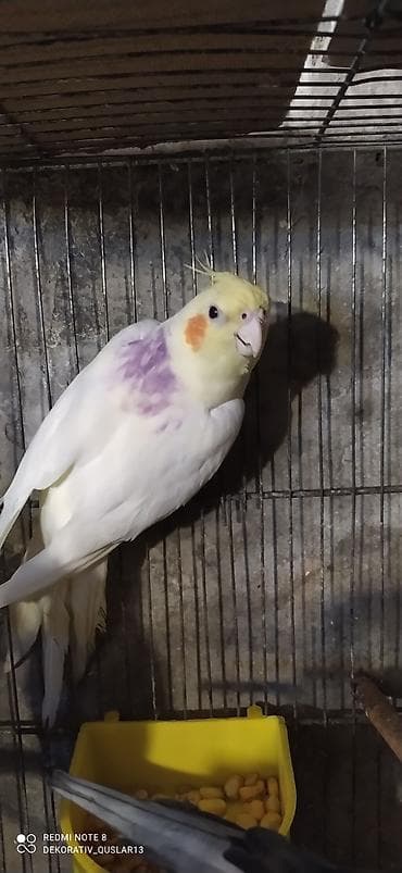 balaca danalar: Salam bayram endirimlərindən istifadə edə bilərsiniz — 8