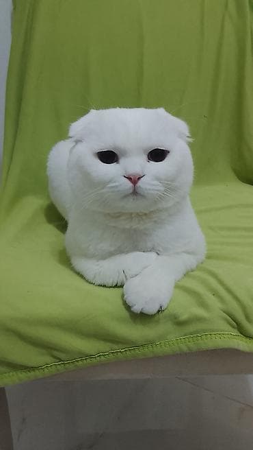 sotland pisiyi haqqinda: Şotland, Erkək — 1