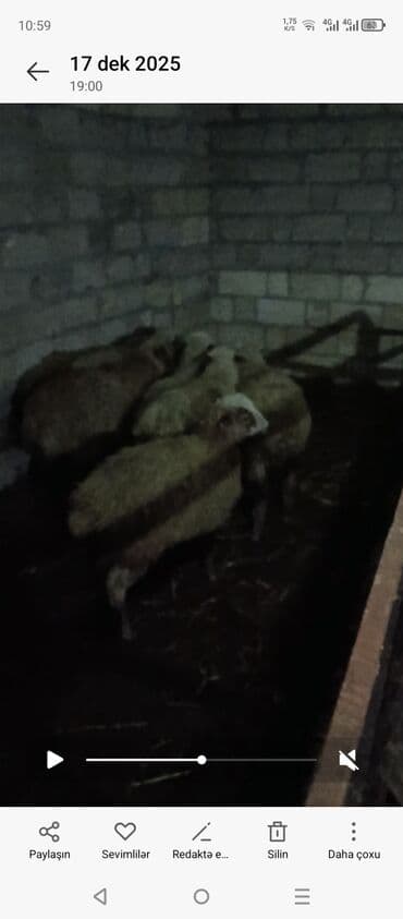 coban iti satilir: 7 ədəd dişi quzudu kom satılır — 3