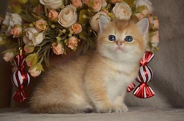 Птицы: Золотая шиншилла, Самец, Самка, Самовывоз — 5