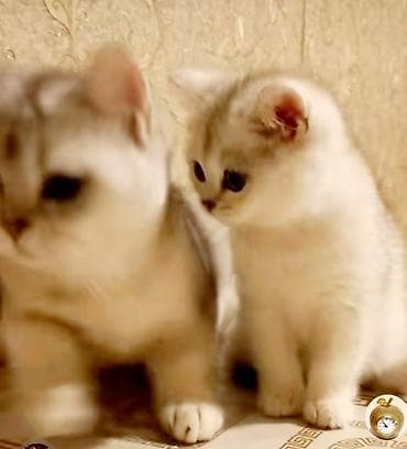 pomeranian spitz satisi: Britan, Erkək, Yaxşı əllərə, Ünvandan götürmə — 8