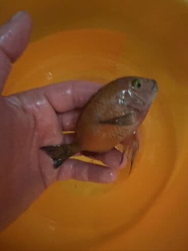 cixlid: Cixlid balığı, Yırtıcı — 4