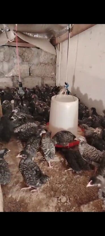 serebrist cucə satışı: Ətlik — 2