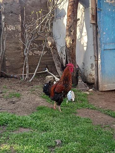 Təsvir:1-i 25 Azn 6 sı 150 Azn - Şəkillərdə müxtəlif rənglərdə