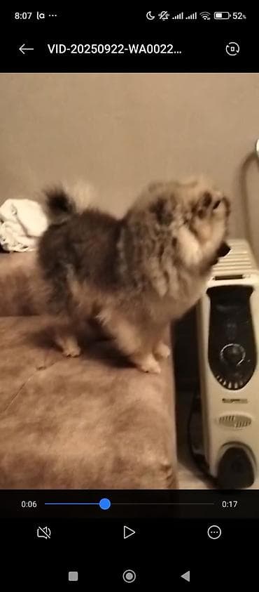 qanqal balası: Şpitz, Erkek, Sənədli — 5