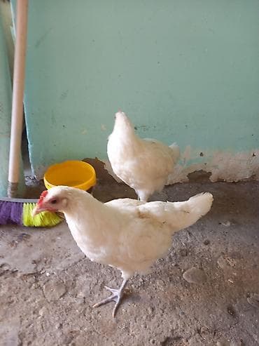 keçi satışı: Toyuq cücələri, Damazlıq, Ünvandan götürmə — 3