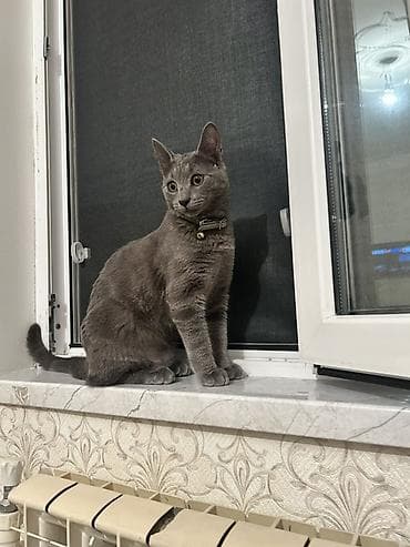 Rus mavi, Yaxşı əllərə lalafo.az -da Rus mavi, Yaxşı əllərə