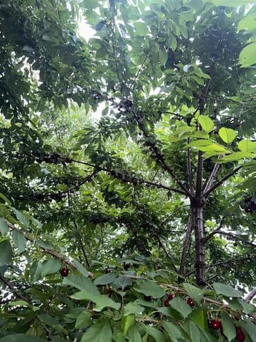 İçkilər: Salam Quba rayonunda Dağlı kəndinde 'Qırmızı qesebe' -nin üst — 1