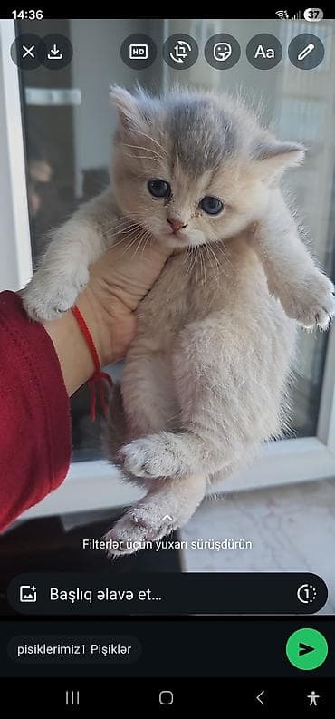 golden roz: Britan, Dişi, Yaxşı əllərə, Ünvandan götürmə, Ödənişli çatdırılma — 1