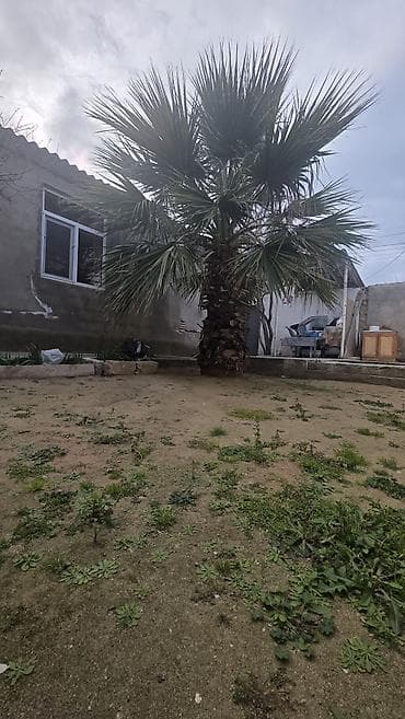 şirvanda evler: 100 kv. m, 3 otaqlı, Su — 2