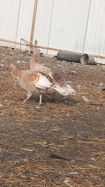 cins ineklerin qiymeti: KƏSİLİB TƏMİZLƏNMİS İNDUSKALAR FƏRƏSİ DƏ VAR XORUZUDA — 1