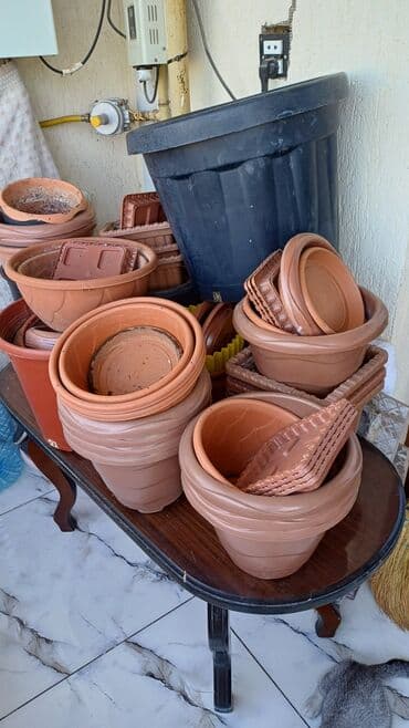 Digər bitkilər: 50eded.hamsi 20 azn — 1