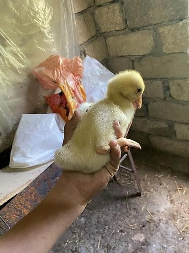 afçarka balaları: Məhsul: qaz balaları 
İsdeyene 60 ədəd var
15 gunlukduler — 4
