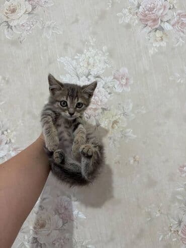 pişik paltarları: Amerikan Shorthair, Dişi, Yaxşı əllərə — 10