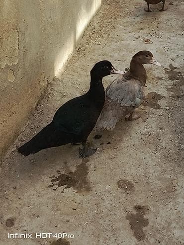 malinois satilir: Amerikan cinsi zümrüd və fındıq rəng lal ördəklər satılır barter də — 3