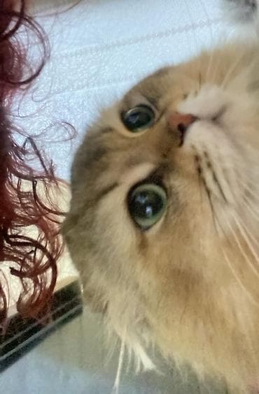 benqal pisik: Şotland, Erkək, Cütləşmə üçün, Ödənişli çatdırılma — 8