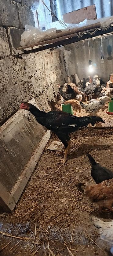 erkəy danalar: Toyuq cücələri, Damazlıq — 8