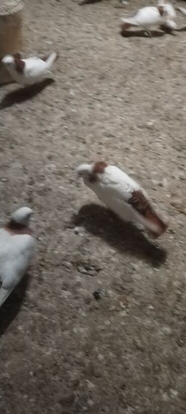 Her ikisi cavan heyvanlardi cox xahis edurem usaglar qeti narahat