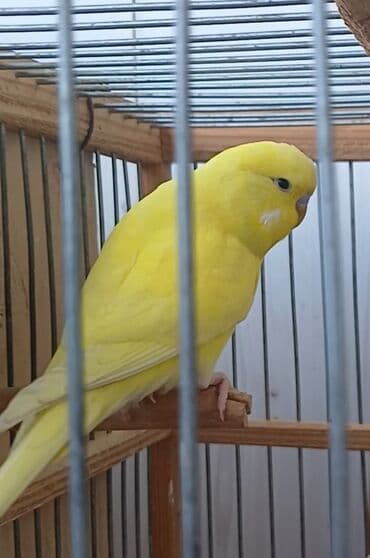 goyercin yuvasi satilir: Cute hazlr temiz qara goz cex — 2