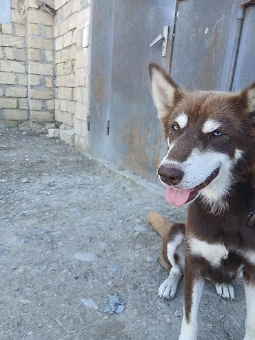 İtlər: Xaski — 1