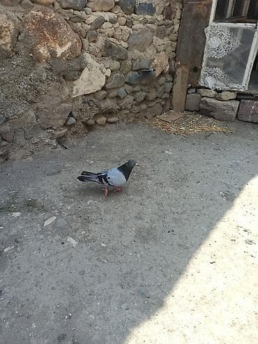 satdig quslar: Cüt tutlub satılır — 2