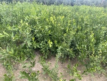 tikanli bitkiler: Məhsul: Sitrus tingləri (narıncı/mandarin tipli), torbalı və açıq — 4