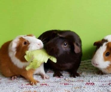 Ev heyvanı – dəniz donuzu (guinea pig) - Şəkillərdə bir neçə dəniz