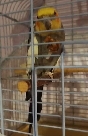 heyvanlara verilən xüsusi adlar: Salam olsun hər kəsə bu quş çox ağıllı və oynağan uşdu adı cəsurdu — 1