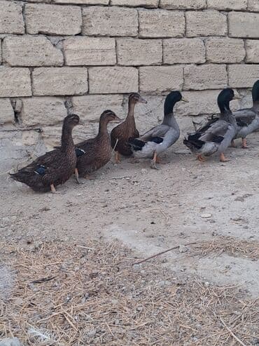 ruan ordək: Salam temiz qan ruan ordekleridi 7eded 1ilik ve 7eded 6 ayliq — 4