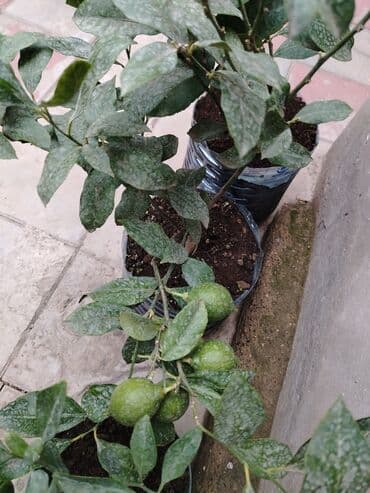 Dipçəydə Limon lar, mandarin lər, kinkonqlar. 15 manatdan başlayan