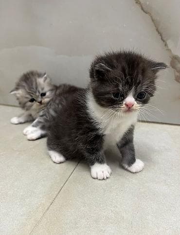 satılan pişiklər: Şinşilla, Erkək, Dişi — 6