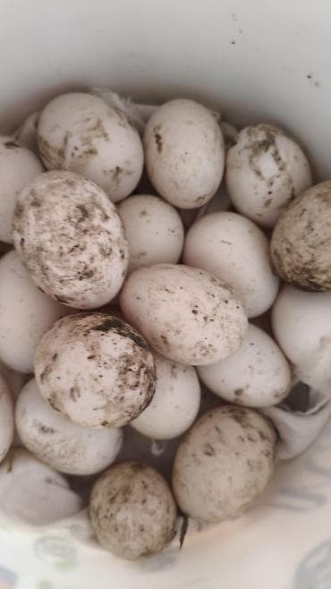 qaz ördəy: Mayalı Pekin ördəyi yumurtası satılır. Biri 60 qəpik. Yalnız Ağdaş — 2