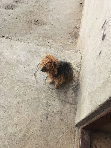 bakida pitbul satishi: Yorkşir teryer, 2 il, Dişi — 3