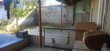şamaxı a frame evlər: 3 otaqlı, 200 kv. m, Kredit yoxdur, Təmirsiz — 7