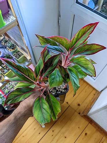 bitki: Aqlaonema Crete. Bir qabda 5-dən çoxdu. Tam sağlam. Torpaq qumus — 1