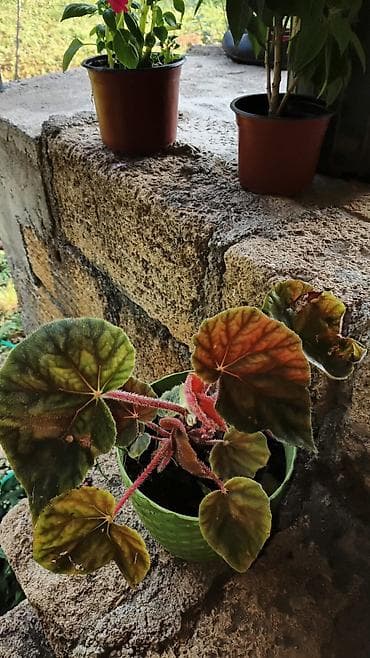роза гул: Saksıda “Impatiens” (balzam/yenibahar) dekorativ çiçək bitkisi - Növ — 8