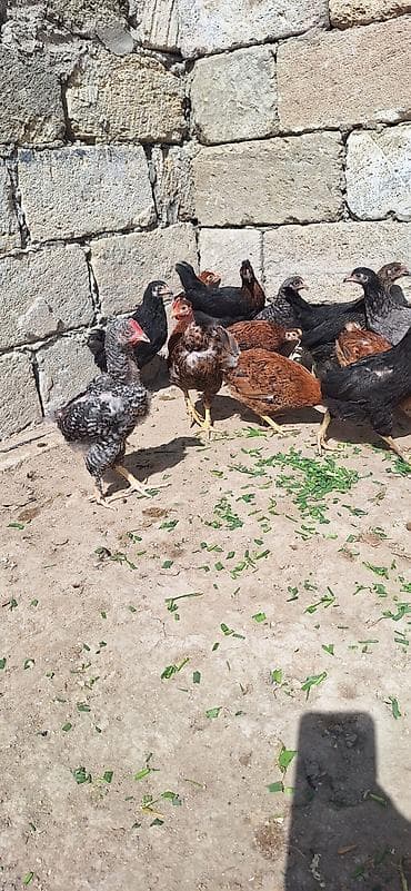 Животные: Куриные цыплята, Для разведения, Платная доставка — 4