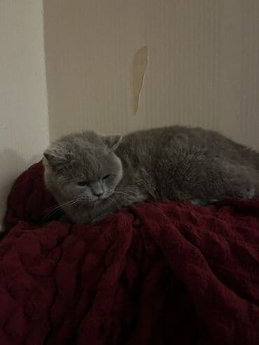 pişik ucun yataq: Britan, Dişi — 1