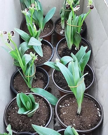 dekabrist gulu qulluq: Saksıda yetişdirilən nadir orkide – “Xaribulbul ” gülləridir - Bitki — 1