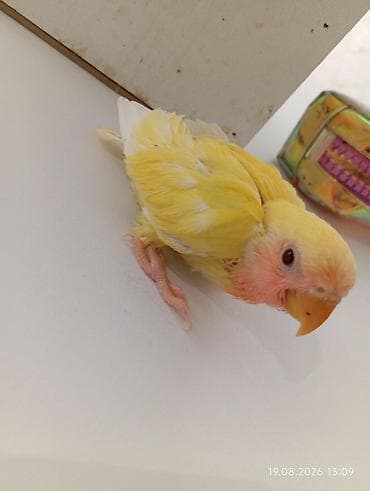 Попугаи: 🐦 Sevgi papuqayı balaları satılır 🐣 Şəkildə gördüyünüz balalar tam — 5