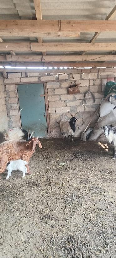 Куры: Самец, лет: 3, 20 кг, Для разведения, Платная доставка — 4