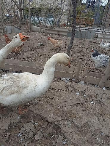 Pişiklər: Qaz sürüsü – RUS SORTU ev şəraitində bəslənən - Növ: Ağ ev qaz/qaz — 1