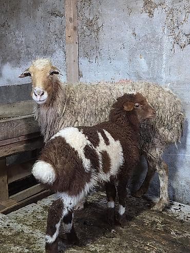hissar qoyunu: Ana bala qoyun satılır Bala ərkəkdi 4 cü qarnıdır Ünvan Ramana — 3