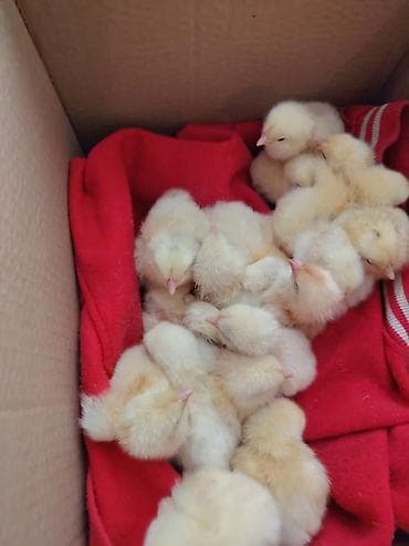 alisa home tekstil: Məhsul: Təmiz kənd təsərrüfatı yumurtaları və yeni çıxmış cücələr — 7