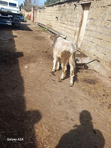 Digər heyvanlar: Erkek dana sstilir cox tecili tecili stilir sok sok qiymete gelin — 2